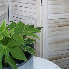 Load image into Gallery viewer, 6 Panels Classic Venetian Wooden Slat Room Screen