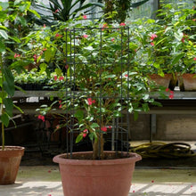 Load image into Gallery viewer, 16" x 16" x 39" 4 Pack Garden Plant Trellis
